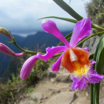 Orchid in Machu Picchu